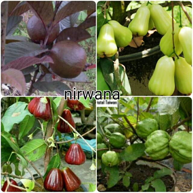 PROMO 4 BIBIT JAMBU MADU MERAH, MADU HIJAU, KRISTAL PUTIH, KRISTAL UNGU