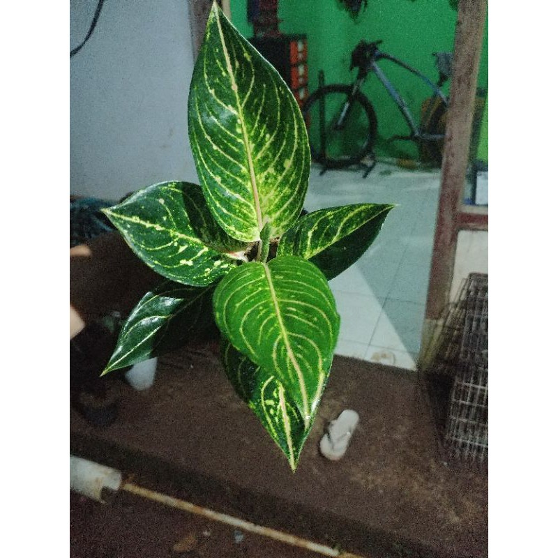 aglonema queen of siam