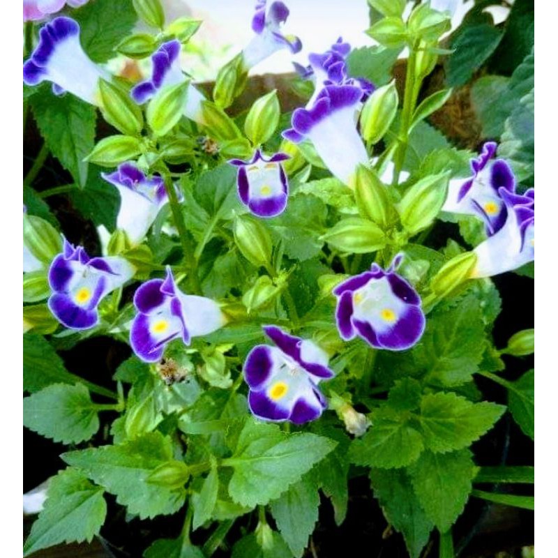 Bibit Tanaman Hias Bunga Gantung Torenia