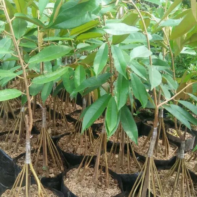 jual bibit durian musangking kaki 10 super