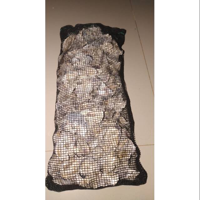 Media filter kolam ikan koi oyester sell ph bufer