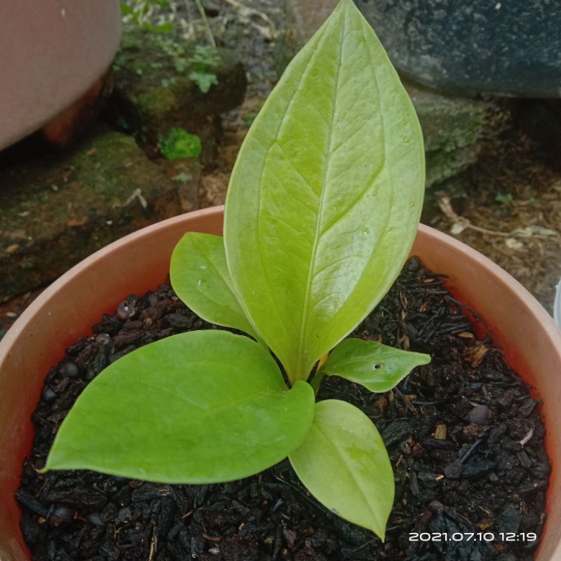 anthuriom jemani lemon.