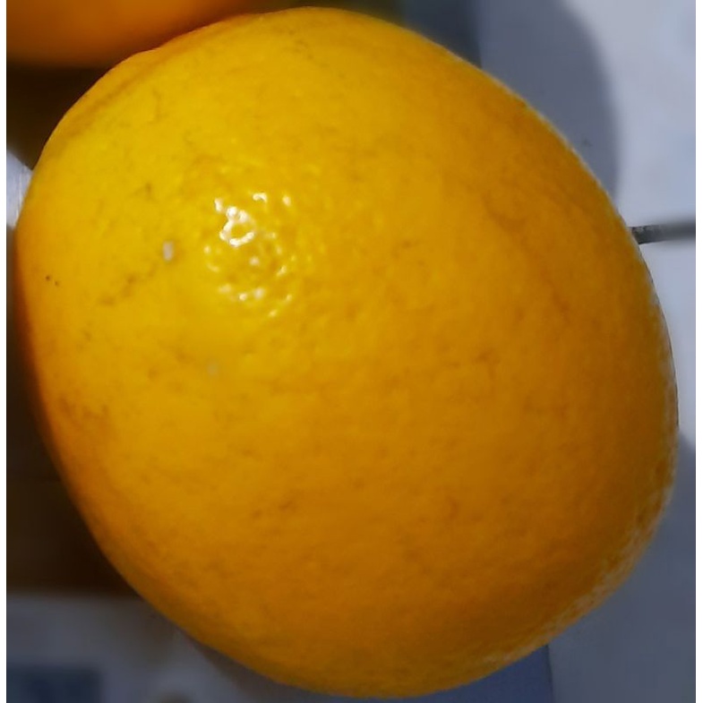 

lemon california kualitas super segar banyak air biji sedikit