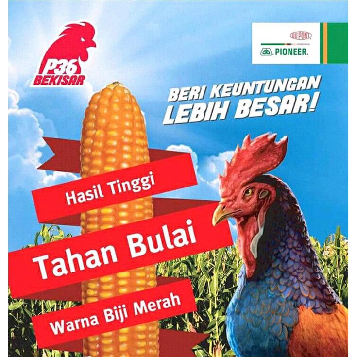 Benih Jagung Hibrida Pioneer P36 1 kg