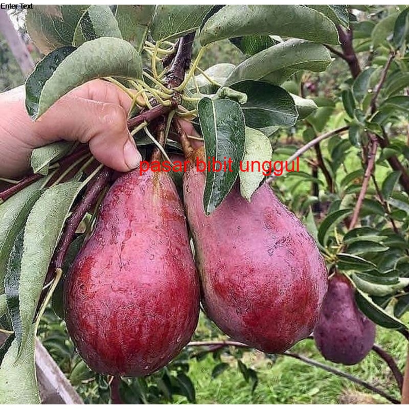 Bibit Buah Alpukat Red Vietnam Asli Okulasi Cepat Berbuah Bibit Alpukat Red Vietnam Berkualitas