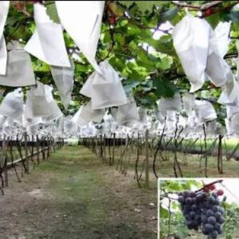 Fruit Cover, Brongsong Buah, Pelindung Buah Bungkus Buah