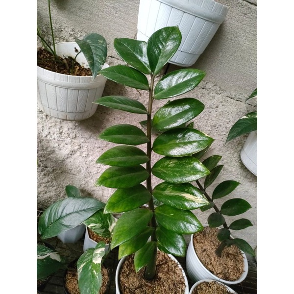 Tanaman hias zamia culcas varigata - zamia kulkas varigata