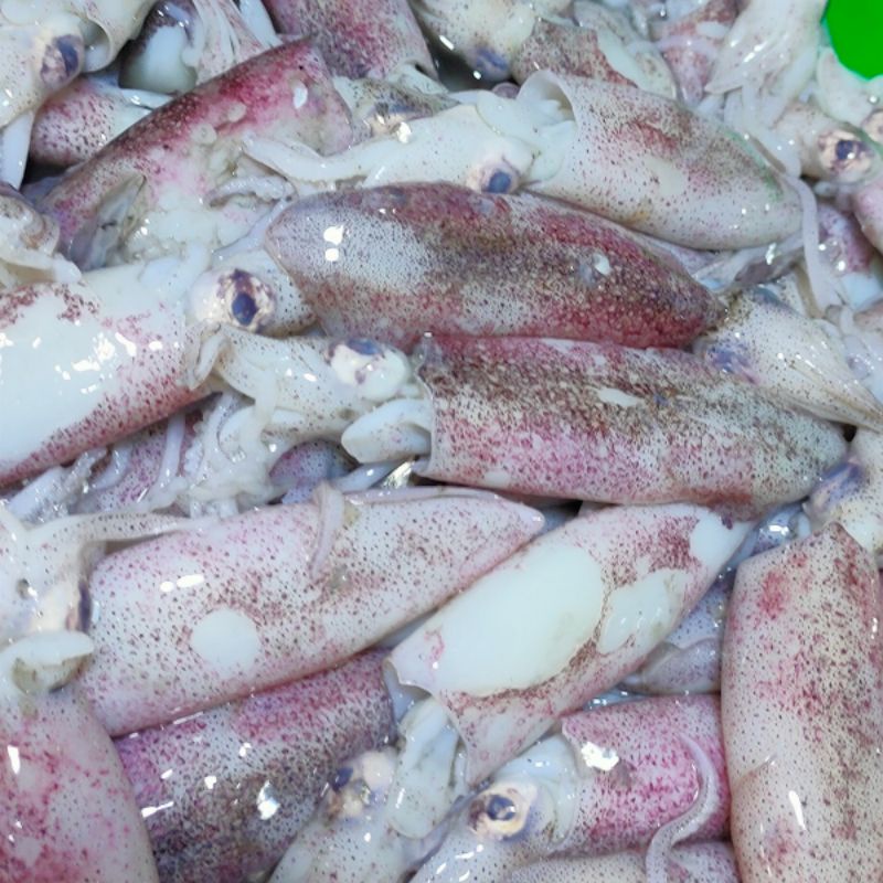 

ikan cumi basah segar