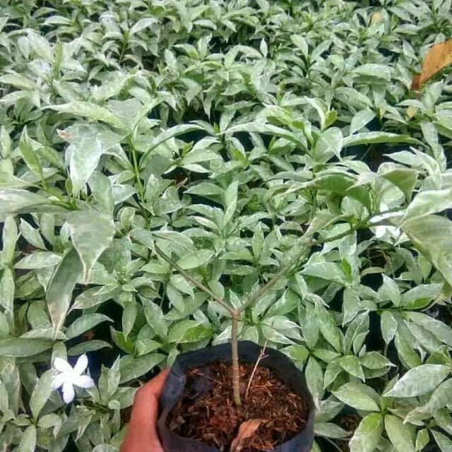 Tanaman Hias Saberna Mini / Pohon Saberna Putih