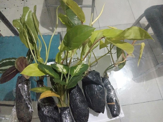 Tanaman Srigading Lemon - Sirih Gading Lemon - Srigading Love