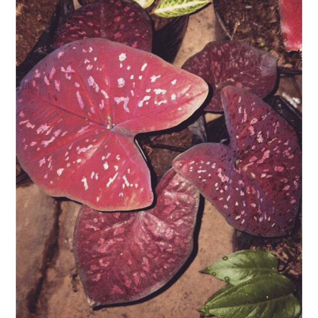 Caladium Dark Choco Remaja Caladium Hias Keladi Hias Caladium Murah Shopee Indonesia