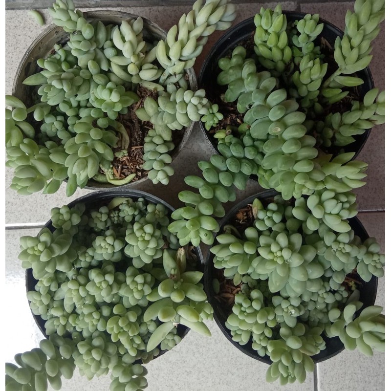 Bunga Sodum/Air Mata ibu