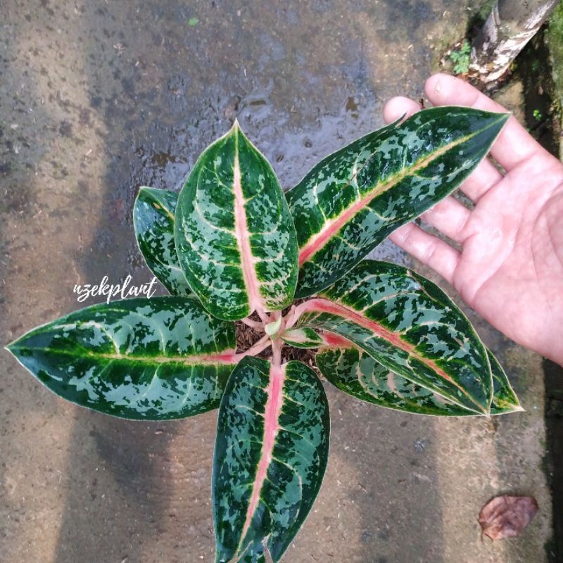Aglonema Sturdus oren Tanian Lokal