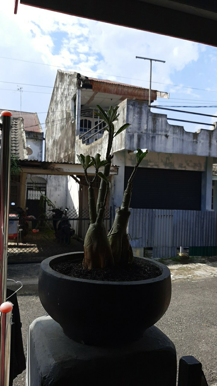 Bibit Bunga Kamboja Jepang Adenium Triple 1 Batang 3 Warna Terbaru 2019