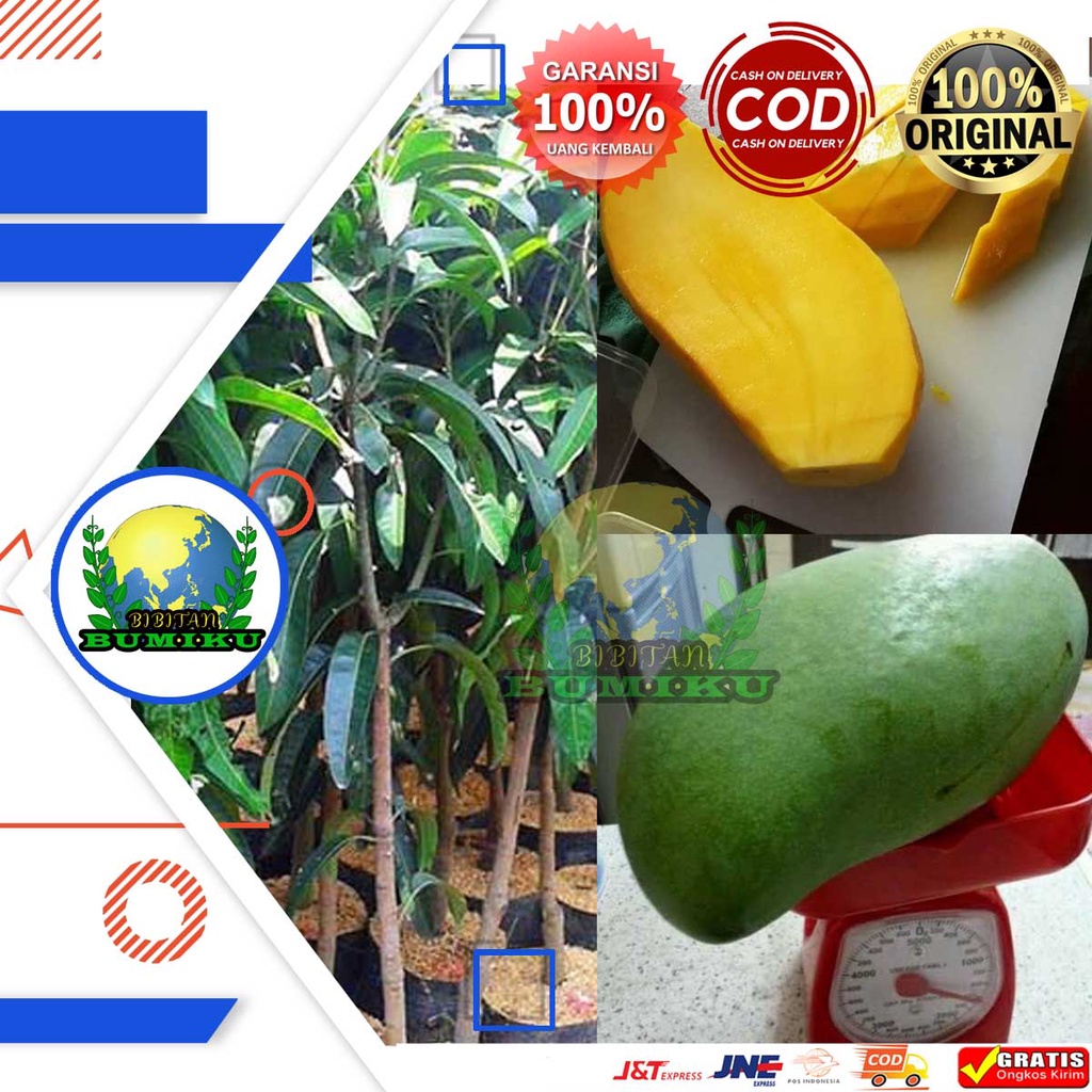 BIBIT MANGGA MAHATIR SUPER JUMBO