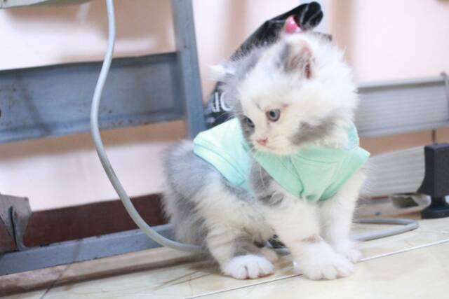 Kaos ucansee polos warna toska untuk kucing &amp; anjing /Jual Baju Kucing Terlengkap Size S-XL