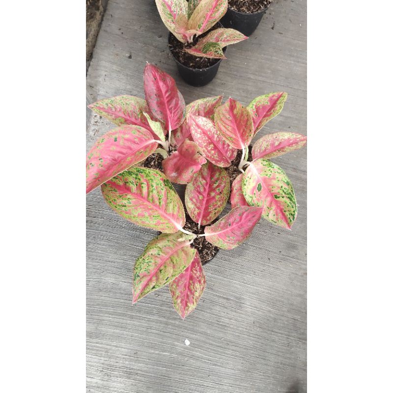 Aglaonema mahasety