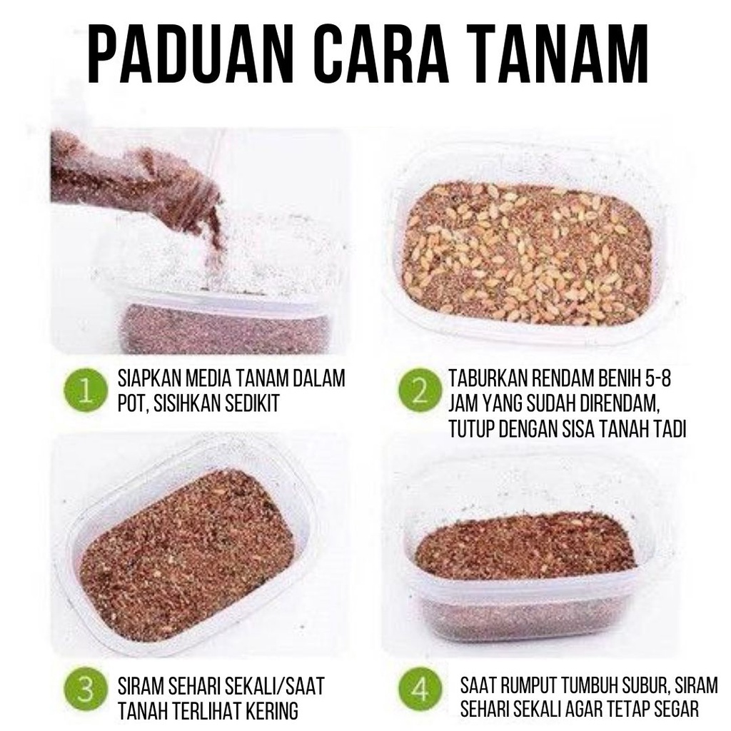 Paket Hemat Cat Grass - Satu Paket Benih Media Tanam FEFARM