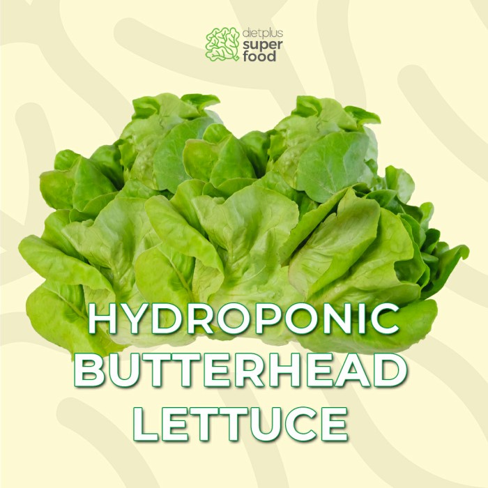 Hydroponic Butterhead Lettuce / Selada Hidroponik / Sayuran Hidroponik / Sayur Selada Segar - Dietpl