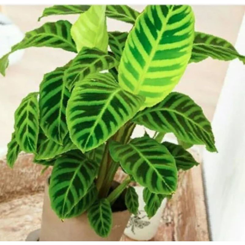 calathea zebrina/maranta zebrina