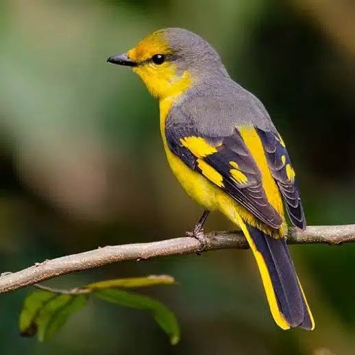 Burung Mantenan Besar