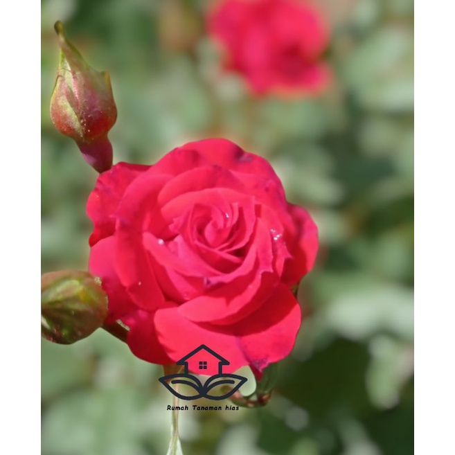 Bibit Mawar (Baby Merah)