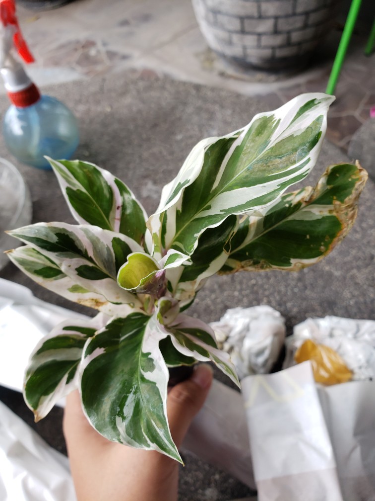 Tanaman Calathea White Fusion Multicolor