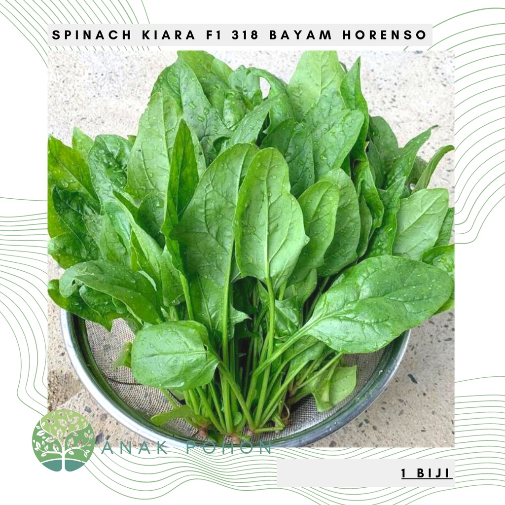 Benih Bibit Biji - Bayam Jepang Horenso Spinach Kiara 318 Hibrida F1 Seeds