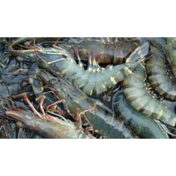 

UDANG WINDU (500 GRAM)