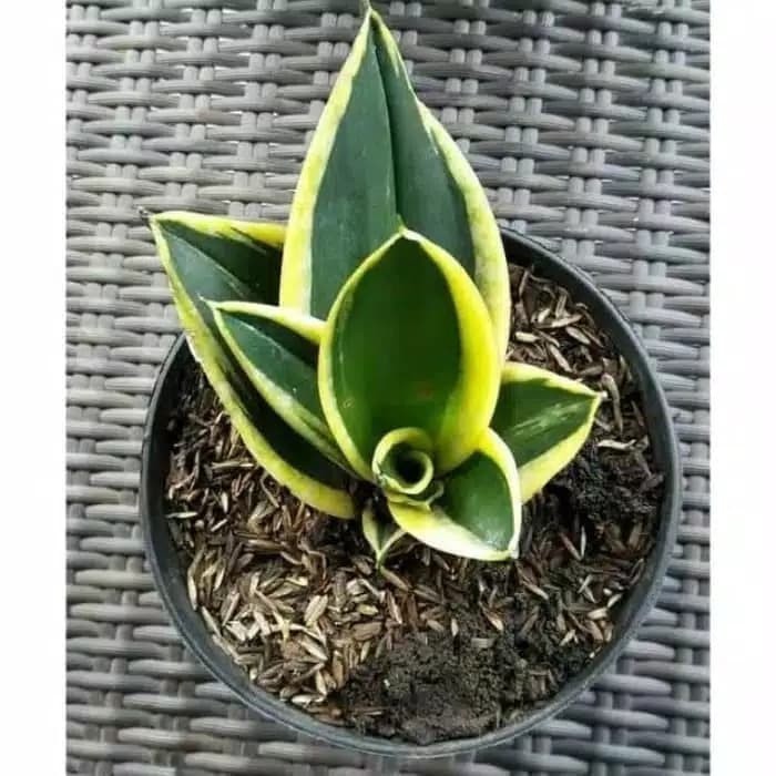 promo murah Paket 2 jenis tanaman hias sansivera gold mini