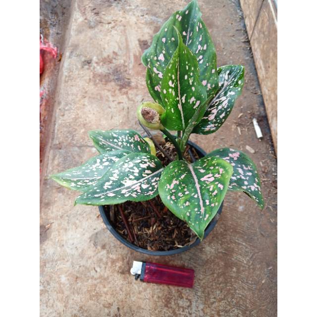 Tanaman hias aglonema siti Nurbaya