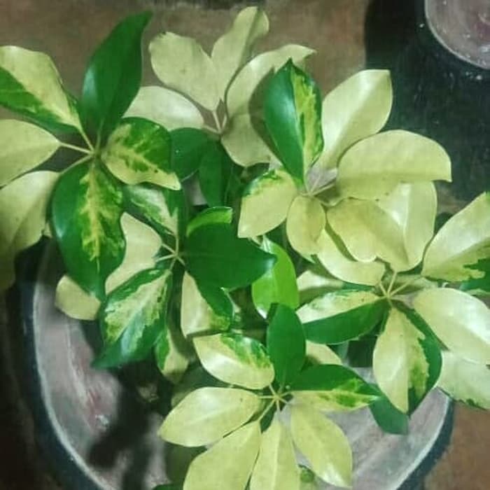 tanaman hias walisongo varigata - walisongo daun besar