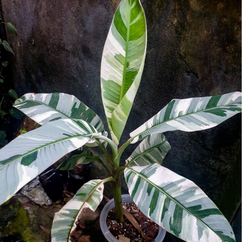 Jual Pisang Musa Florida Varigata Banana Musae Florida Variegata Shopee Indonesia