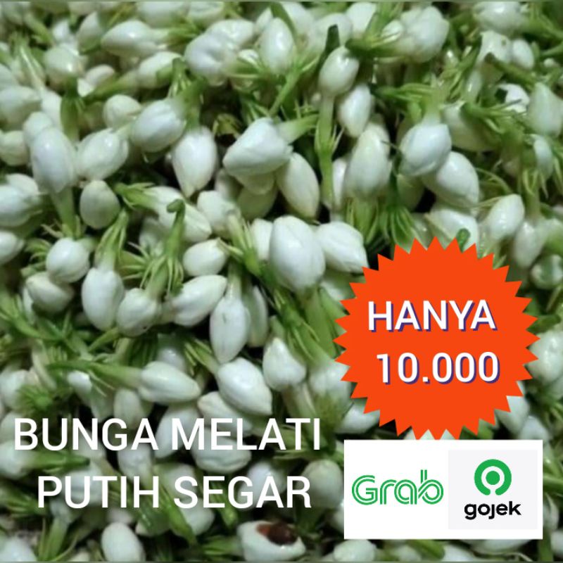 bunga melati tabur kembang melati segar paket murah