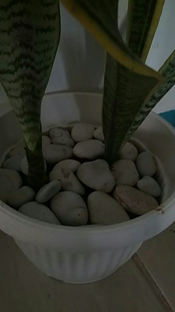 Batu Koral Kupang Putih Batu Hias Batu Alam
