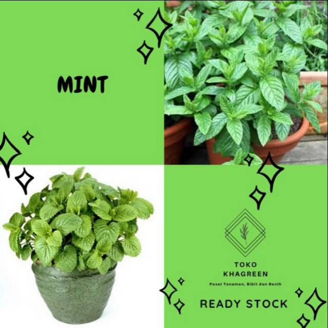 Paket Hemat 5 Bibit Daun Mint // daun papermint