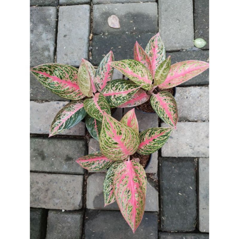 Aglonema Red Legacy Dewasa Daun 6-7-8