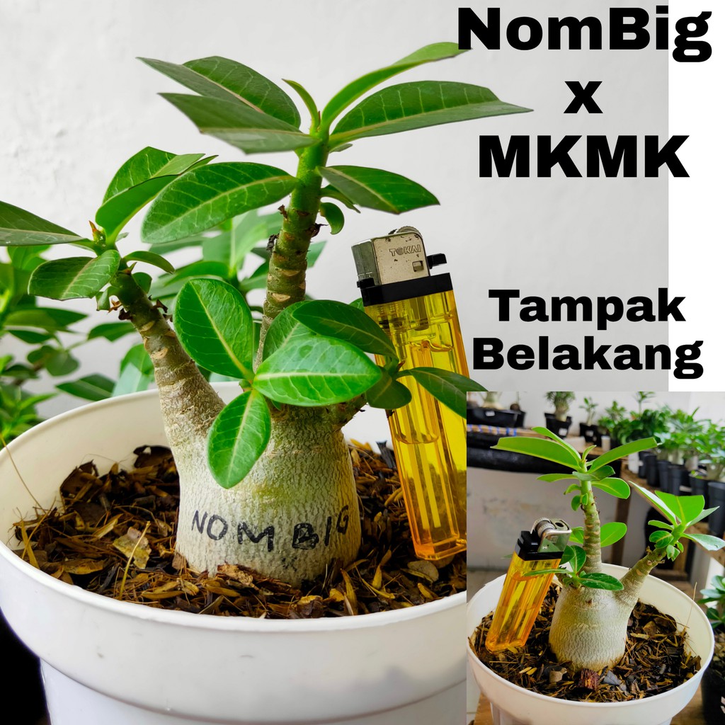 Adenium Karakter Arabicum Thaisoco Ukuran Sedang | Kamboja Jepang GODJI BigF Emerald Golden Crown