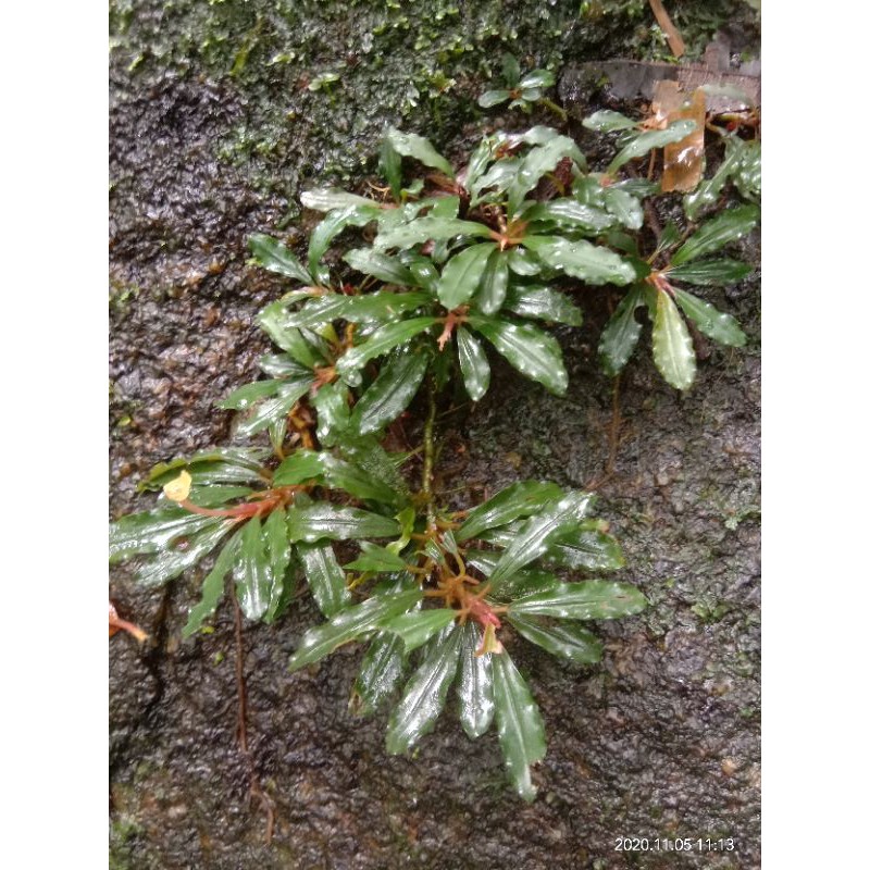 bucephalandra
