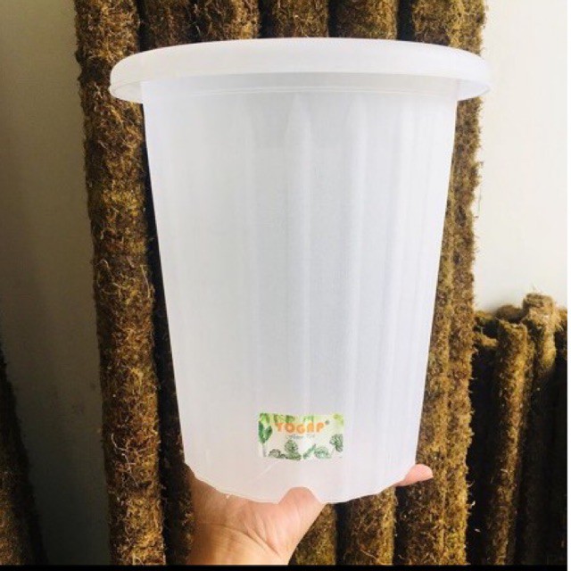 

yogap bening 18cm satuan