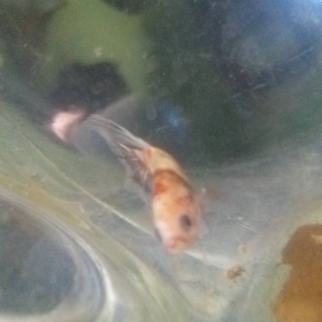 Ikan cupang hias koi