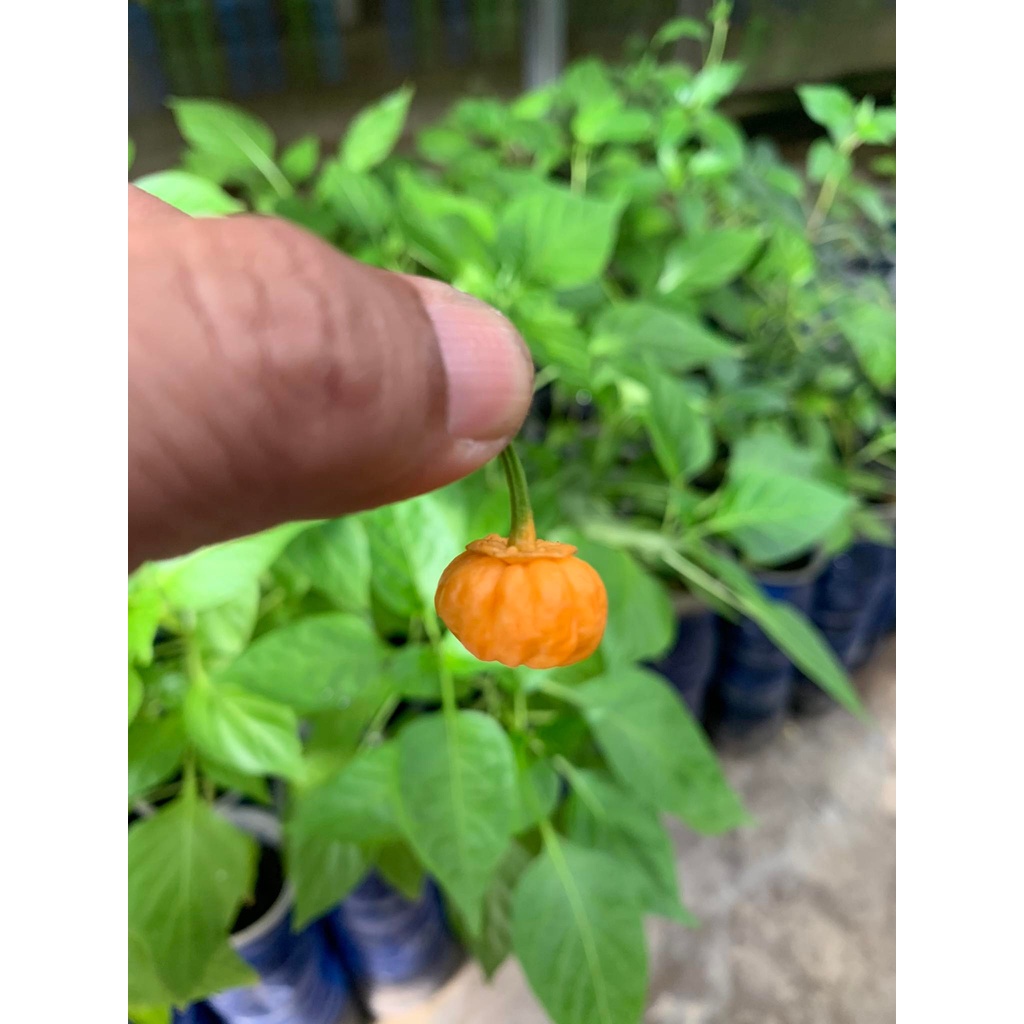 Benih Bibit Biji - Cabai BBG Bubblegum Lady's Pepper Cabe Seeds