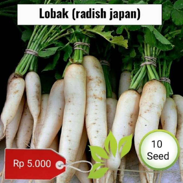 Benih lobak putih -  10benih