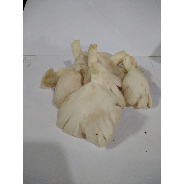 

Jamur/Jamur tiram/jamur putih/250g