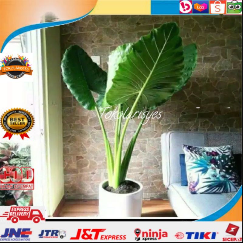 Tanaman hias keladi sente/keladi hias jumbo hijau