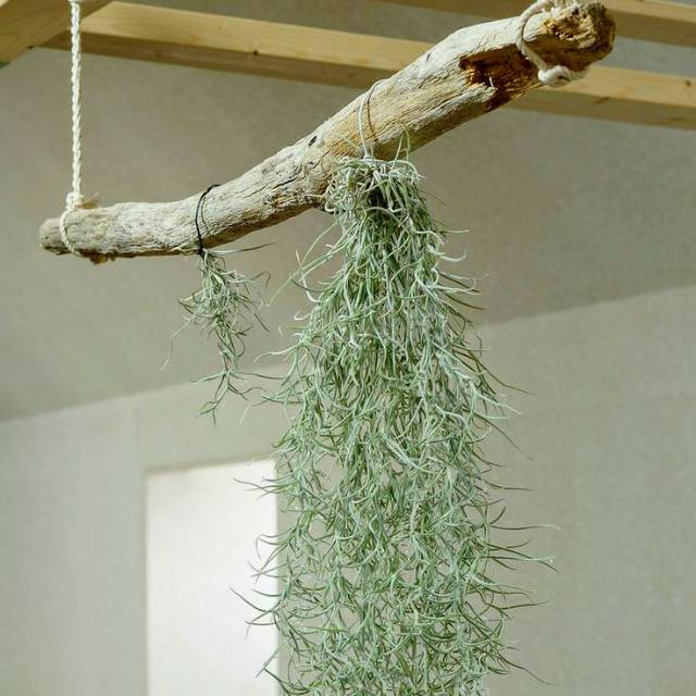 Tanaman hias bunga gantung spanish moss jenggot nabi musa tillandsia
