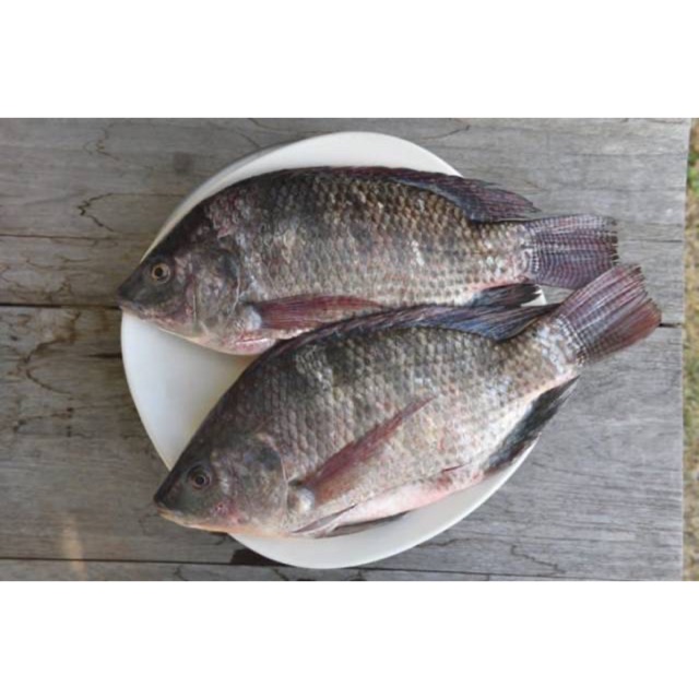 

PASAR ONLINE MURAH - IKAN MUJAER SEGAR 500gr