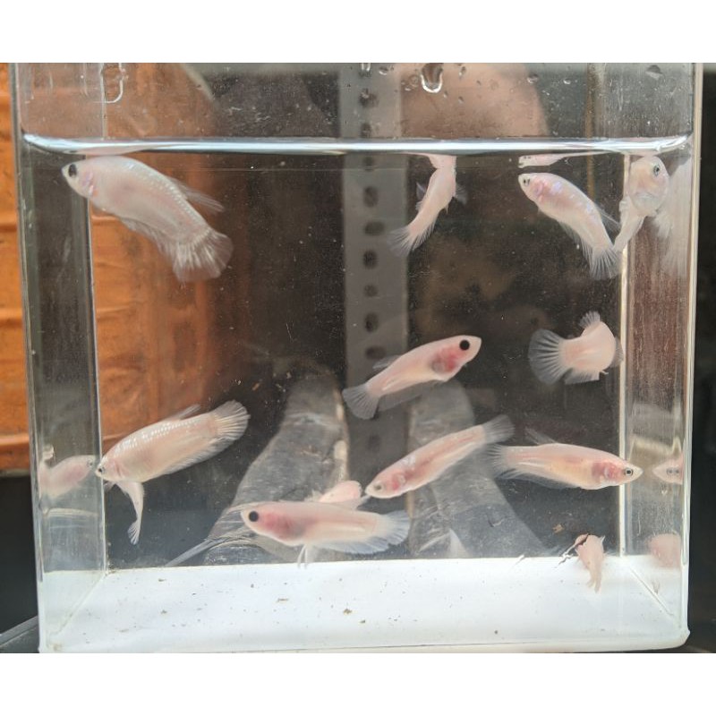 ikan cupang cello line nemo