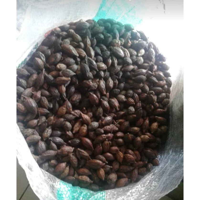 Biji Ketapang Kencana Siap Tanam