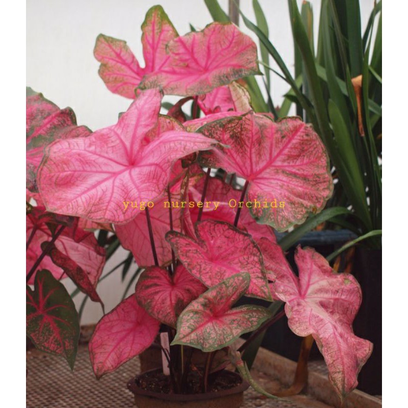 keladi fannie munson remaja 2-5 daun keladi urat merah keladi red brandy funny munson